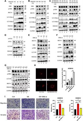 FBXO22 Promotes Growth and Metastasis and Inhibits Autophagy in Epithelial <mark class="highlighted">Ovarian Cancers</mark> via the MAPK/ERK Pathway